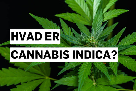 Hvad er Cannabis indica?