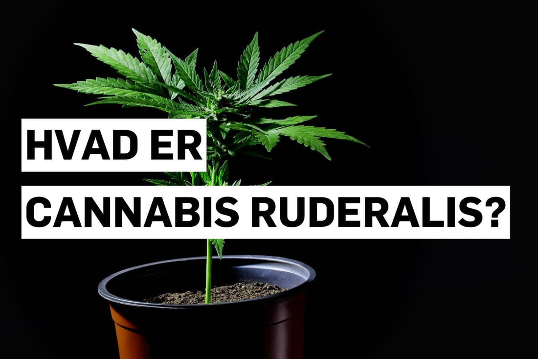 Hvad er Cannabis ruderalis?