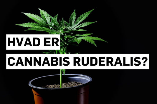 Hvad er Cannabis ruderalis?