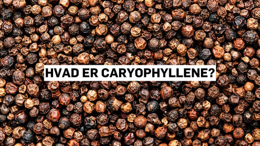 Hvad er caryophyllene?