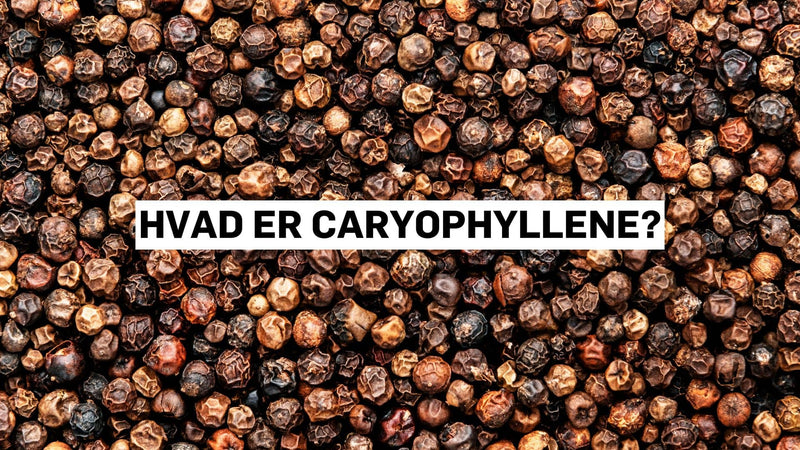 Hvad er caryophyllene?