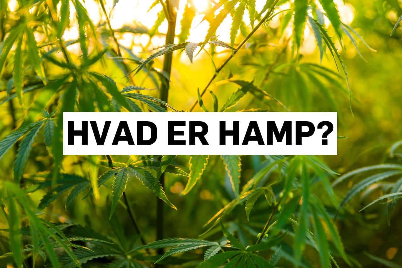 Hvad er hamp egentlig? Enkle fakta om denne unikke plante