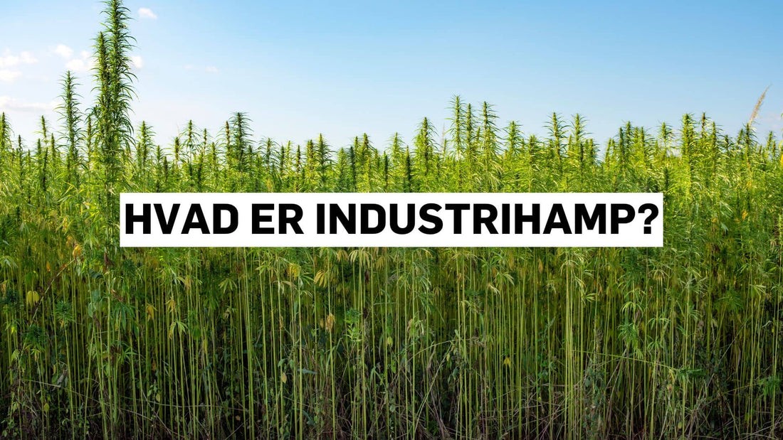 Hvad er industrihamp?