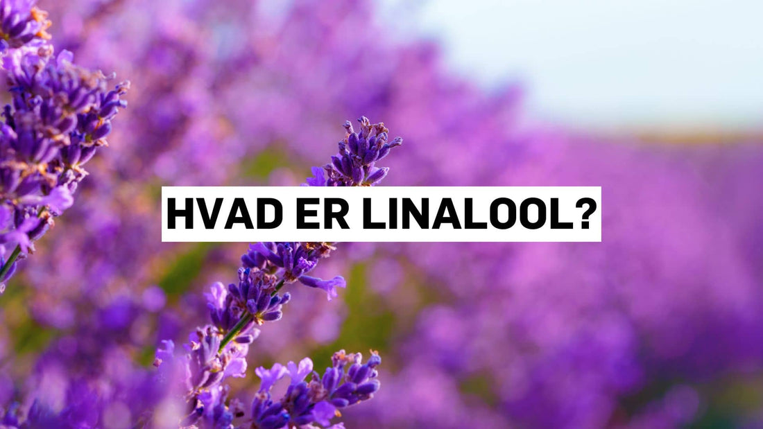 Hvad er linalool?