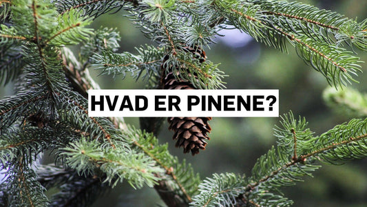 Hvad er pinene?