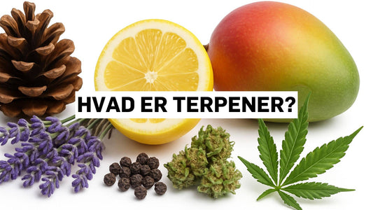 Hvad er terpener?