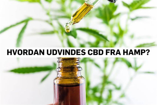 Hvordan udvindes CBD fra hamp?