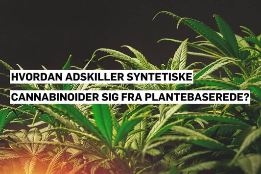 Syntetiske cannabinoider sammenlignet med naturlige plantebaserede cannabinoider.