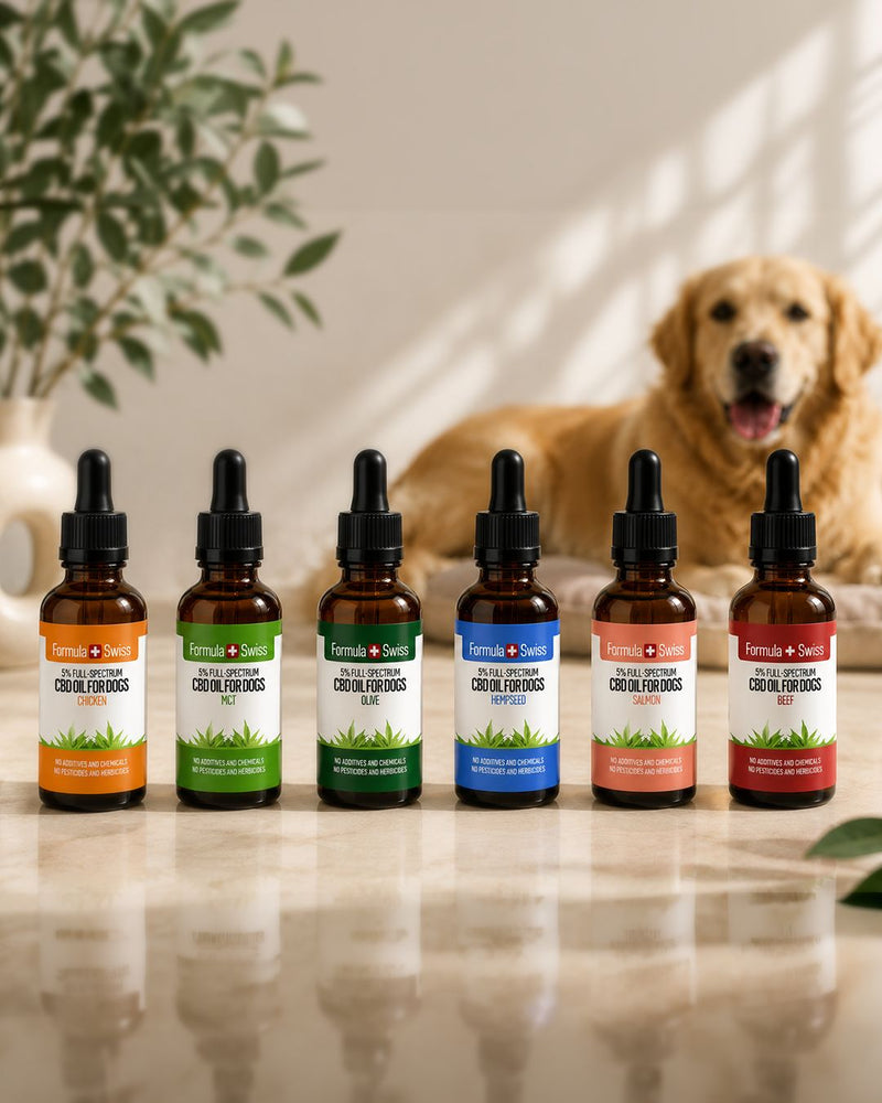 CBD olie til hunde