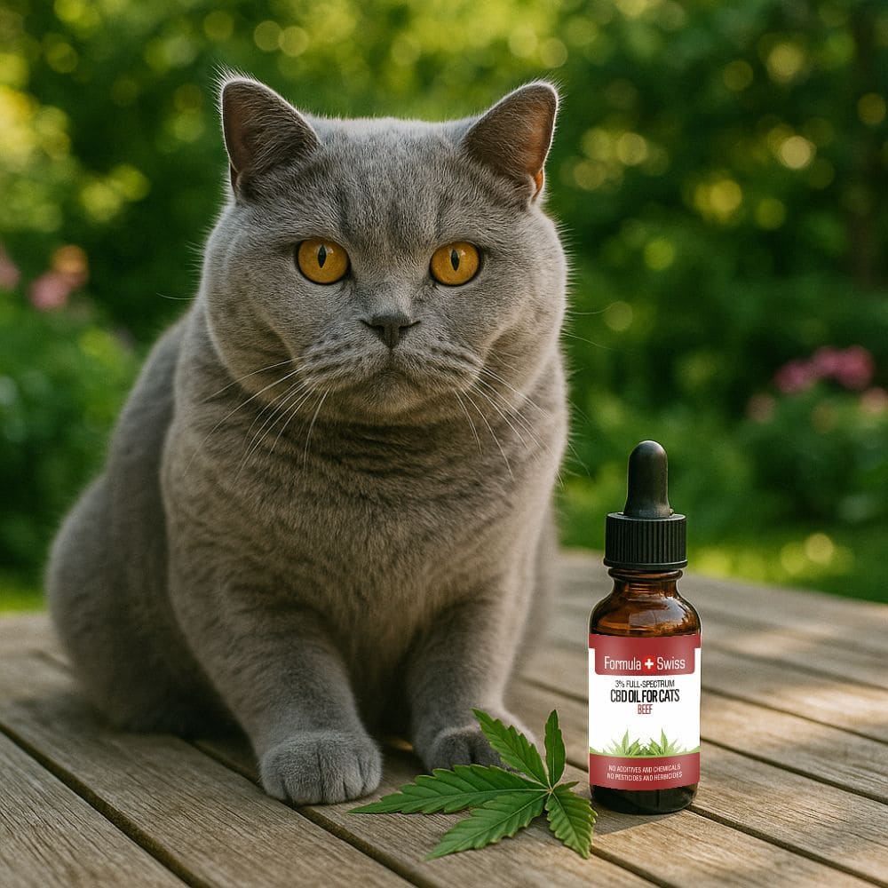 CBD olie til katte oksekod